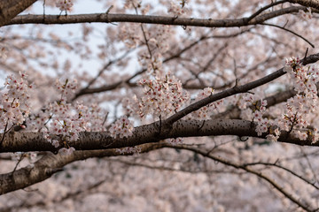 Cherry blossoms, Sakura