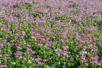 Naklejka premium Field of chinese milk vetch, Astragalus sinicus, blooming at spring rice field