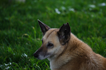 Big brown dog lying in green grass