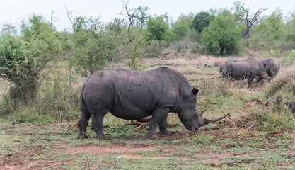 Obraz premium White rhinoceros, Hlane national park, Swaziland
