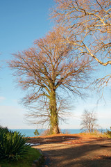 Old leafless tree on a field