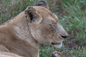 Fototapeta na wymiar Lion in the grassland, Hlane national park, Swaziland