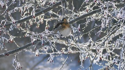 Bird pooping in icy frost and snow tree branches in city during sunny cold winter day. Slow motion.