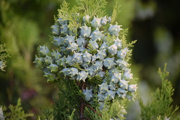 white flowers in the garden