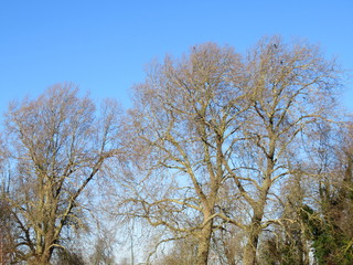 Trees in the woods 14