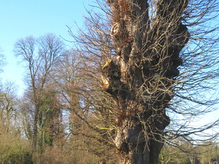 Trees in the woods 17