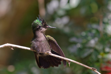 Colibri hupp&eacute;