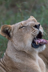 Lion in the grassland, Hlane national park, Swaziland