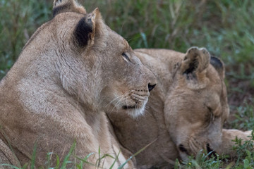 Lion in the grassland, Hlane national park, Swaziland