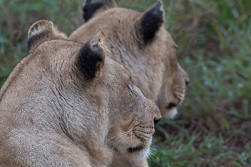 Lion in the grassland, Hlane national park, Swaziland