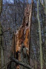 Baumstumpf, Tree stump