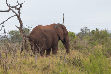 Fototapeta premium Elephant in the savannah, Hlane national park, Swaziland