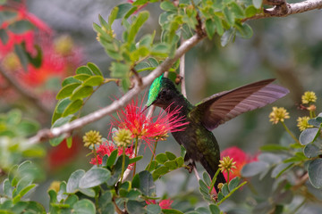 Colibri hupp&eacute;