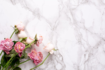 Dried pink roses on marble background macro