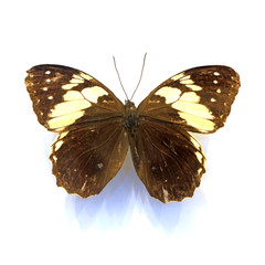 beautiful butterflies in the white background