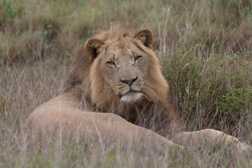 Obraz na płótnie Canvas Lion in the grassland, Hlane national park, Swaziland