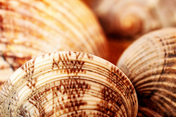 Abstract background from sea shells with shallow depth of field.
