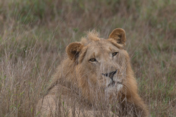 Lion in the grassland, Hlane national park, Swaziland