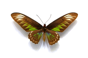 beautiful butterflies in the white background