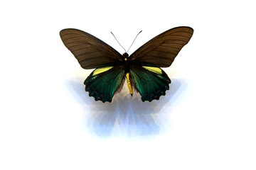 beautiful butterflies in the white background