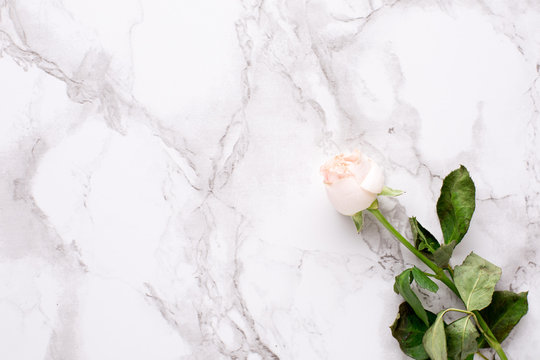 Dried white rose on marble background top view
