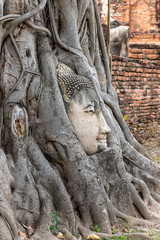 Fototapeta na wymiar Buddha head embedded in a Banyan tree at Wat Phra Mahatat, Ayutthaya, Thailand, Asia