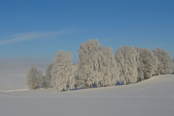 Winter mit Raureif bei Rückersdorf in Sachsen