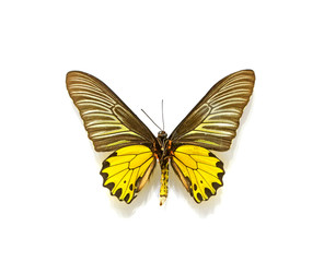 beautiful butterflies in the white background