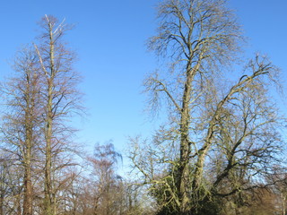 Trees in the woods 27