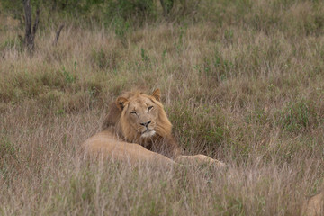 Lion in the grassland, Hlane national park, Swaziland