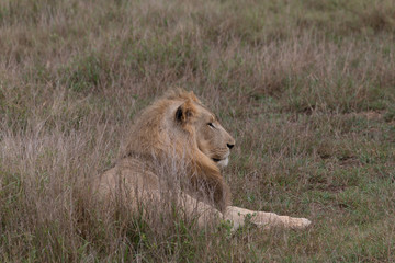 Lion in the grassland, Hlane national park, Swaziland