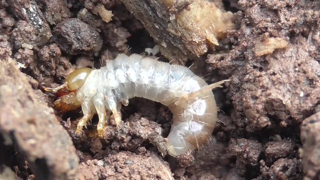 Hirschk&auml;fer (Lucanus cervus), Larve in der Erde