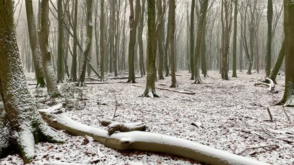 Winter view in a Beech trees forest with dramatic shapes in a misty and snowy forest during a cold winter day - Powered by Adobe