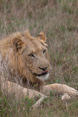 Lion in the grassland, Hlane national park, Swaziland