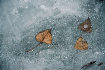 The leaf has frozen in the ice in the river in winter