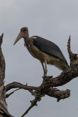 Marabou Stork in the tree, Hlane national park, Swaziland