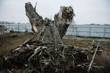 Uprooted big tree with roots on the ground