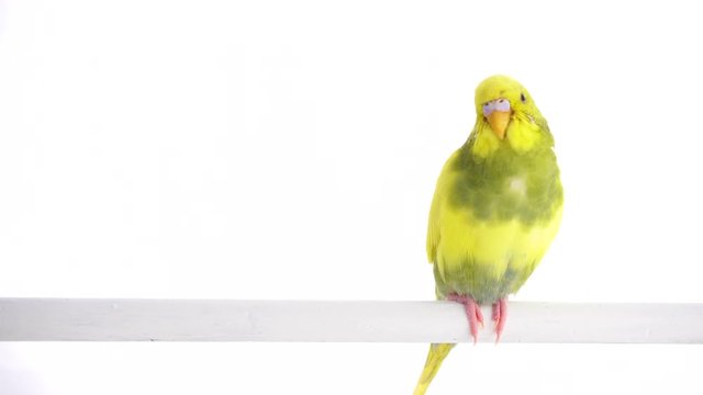 Green parrot budgie isolated on white screen