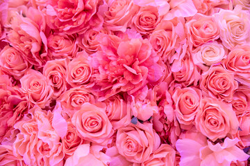 Soft coral pink color Roses Background