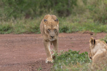 Lion in the grassland, Hlane national park, Swaziland