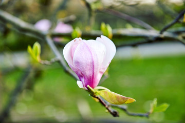 Obraz premium Tree branches in blossom in the spring time