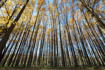 Tall trees with yellow leaves