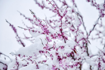 Cherry blossom tree branch