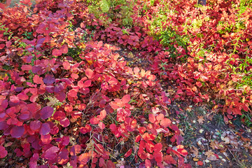 Obraz premium Colorful leaves carpet in autumn season