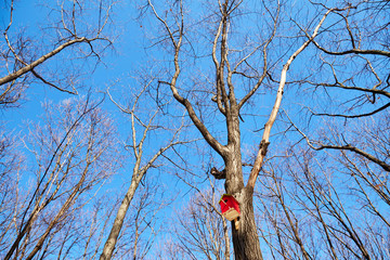 Birdhouses on trees in winter season