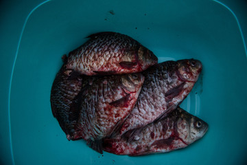 White spotted cat sitting on the street