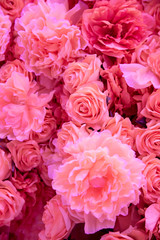 Soft coral pink color Roses Background