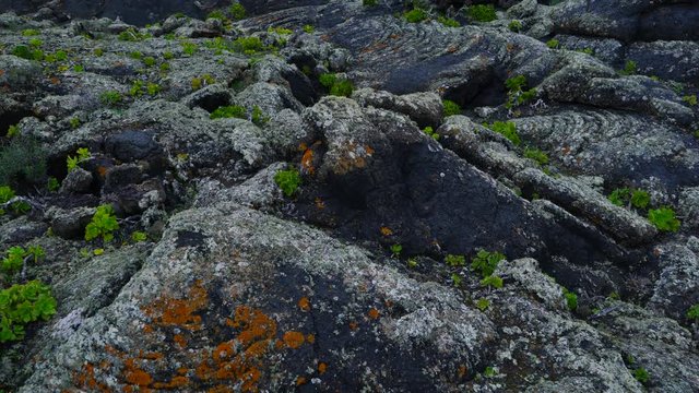 Lava field and lichen , La Geria, Lanzarote Island, Canary Islands, Spain, Europe