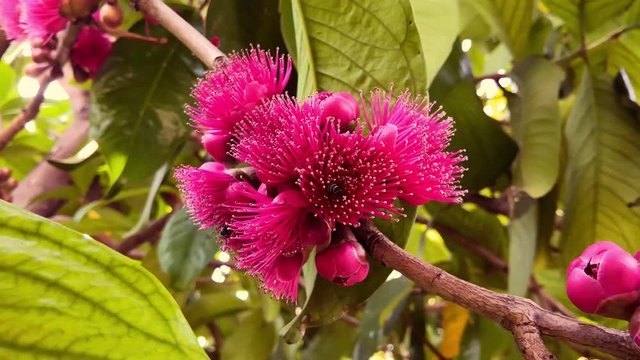 Pink colored Rose apple flowers floating in the breeze while honey bees collect honey.