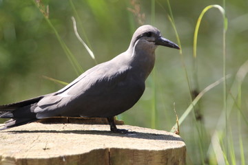 Inca tern  (Larosterna inca)